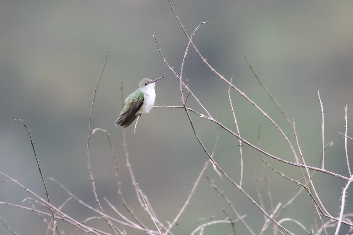 White-bellied Hummingbird - ML527174641