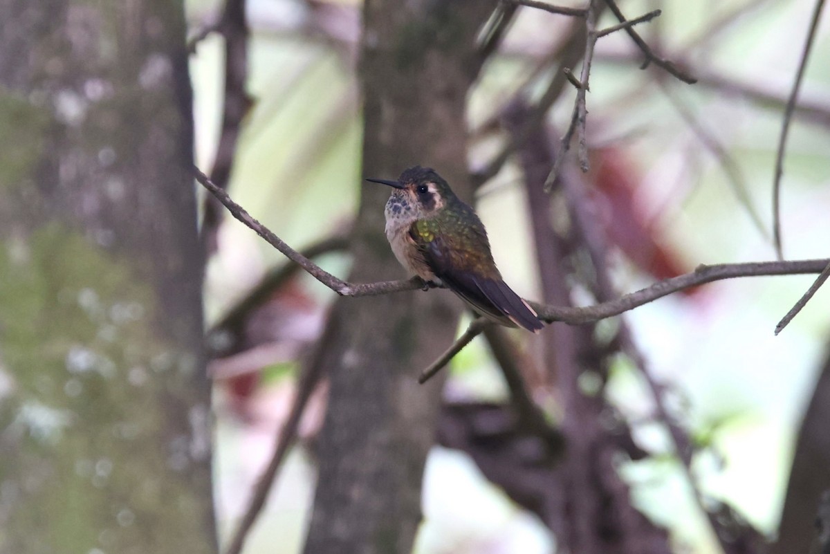 Speckled Hummingbird - ML527175541