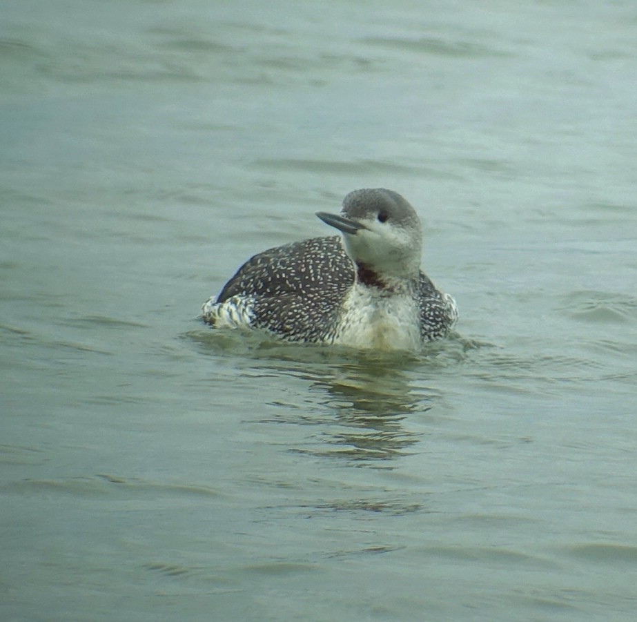 Red-throated Loon - Richard Smethurst