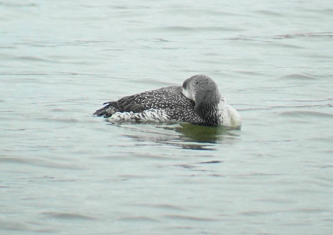 Red-throated Loon - Richard Smethurst