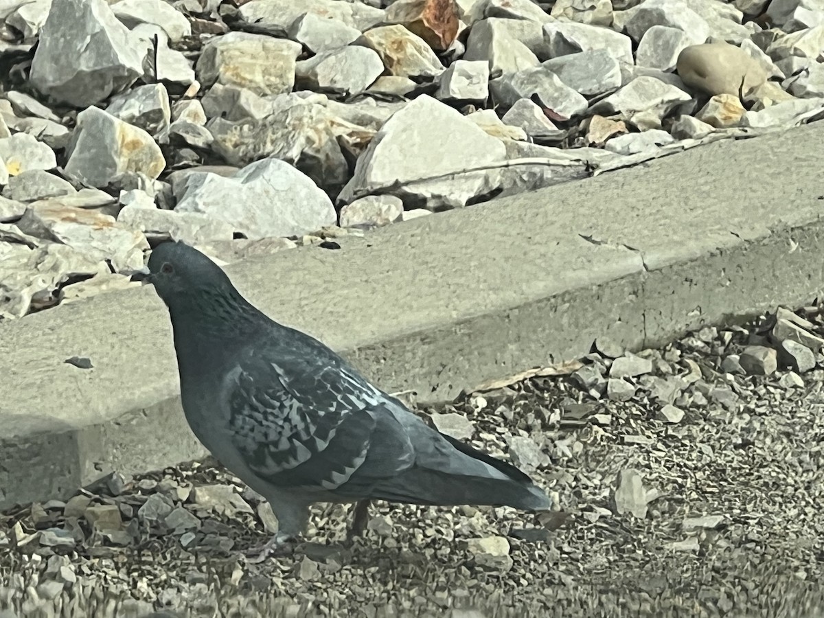 Rock Pigeon (Feral Pigeon) - ML527179941
