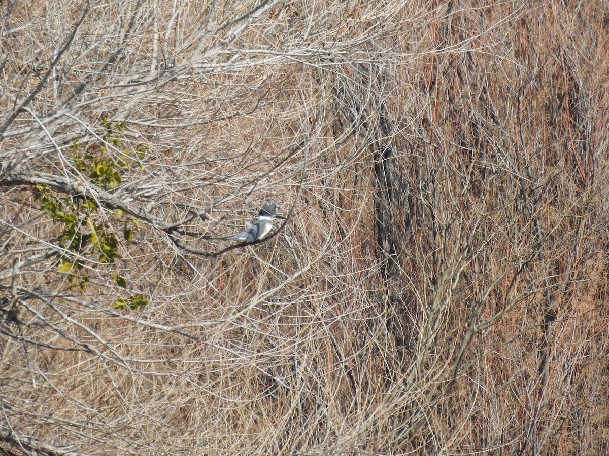 Belted Kingfisher - ML527182371