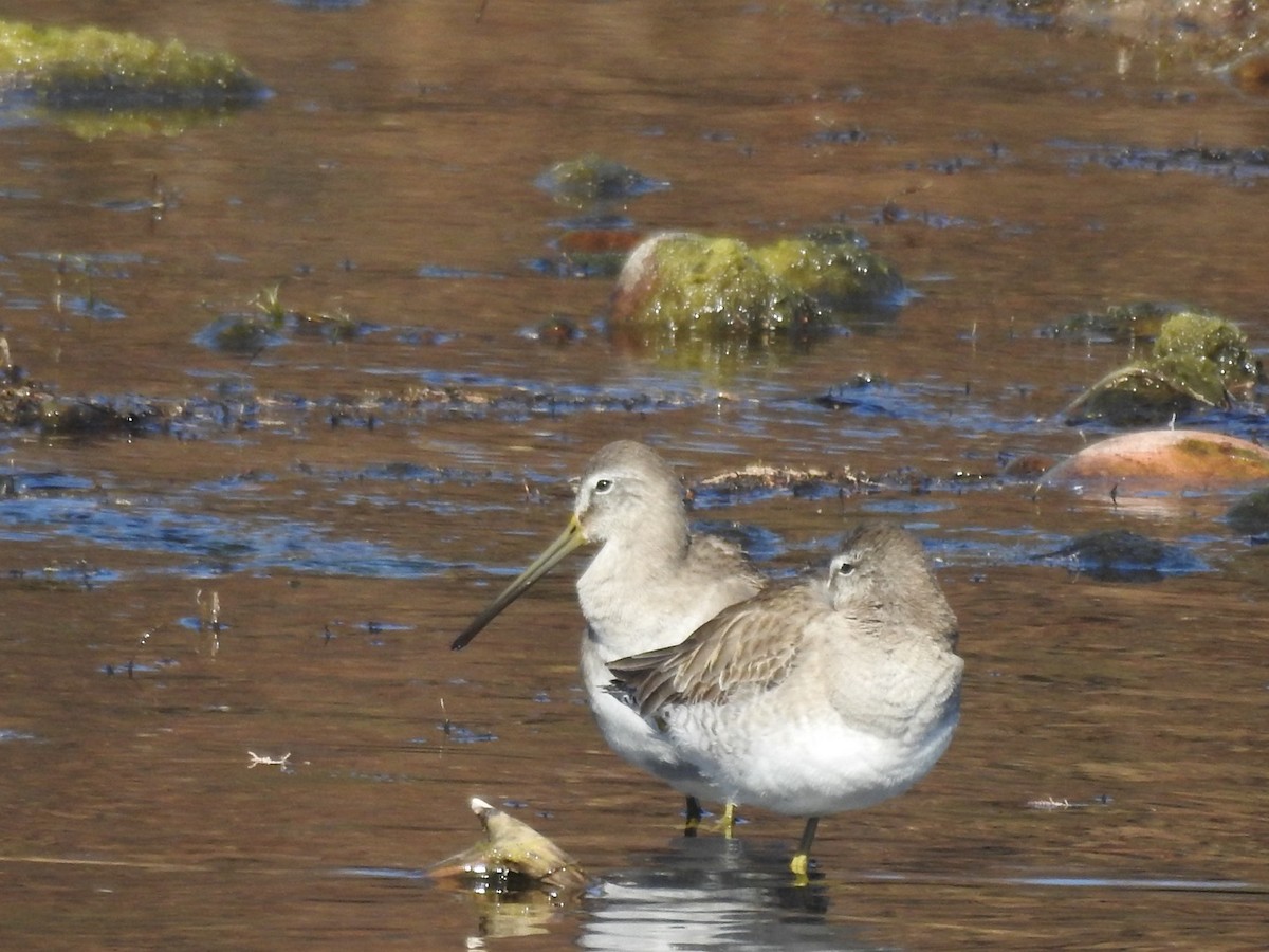 Long-billed Dowitcher - ML527187011