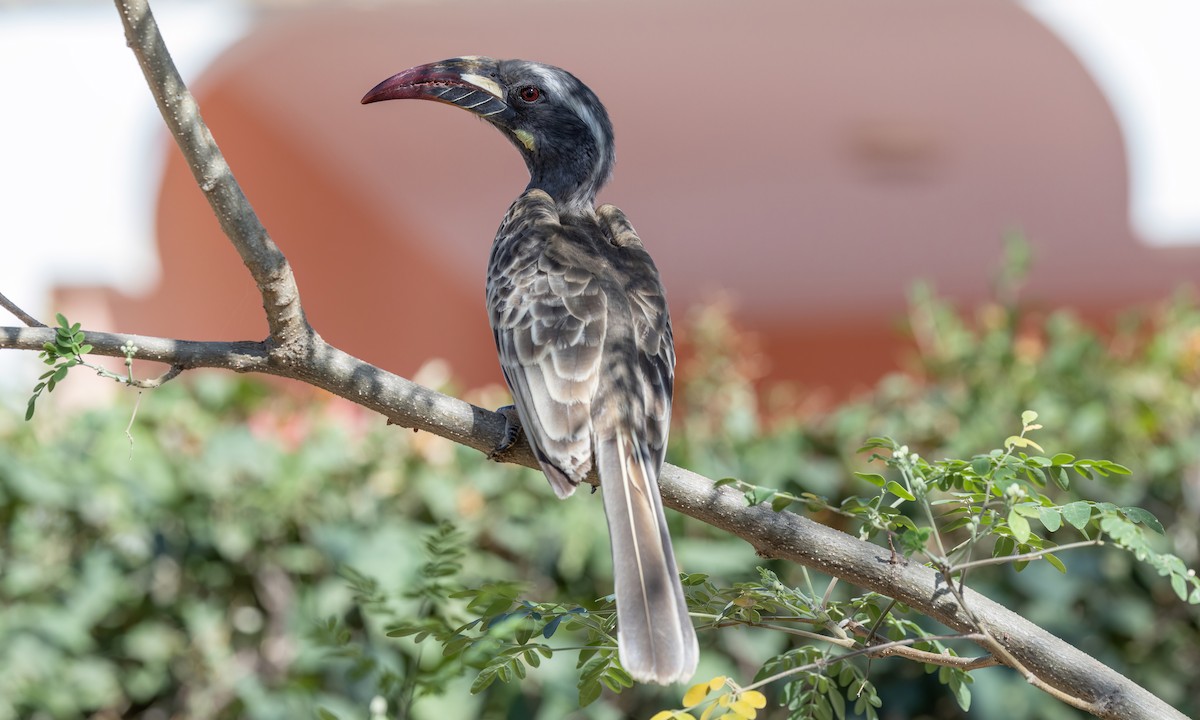 African Gray Hornbill - ML527188751
