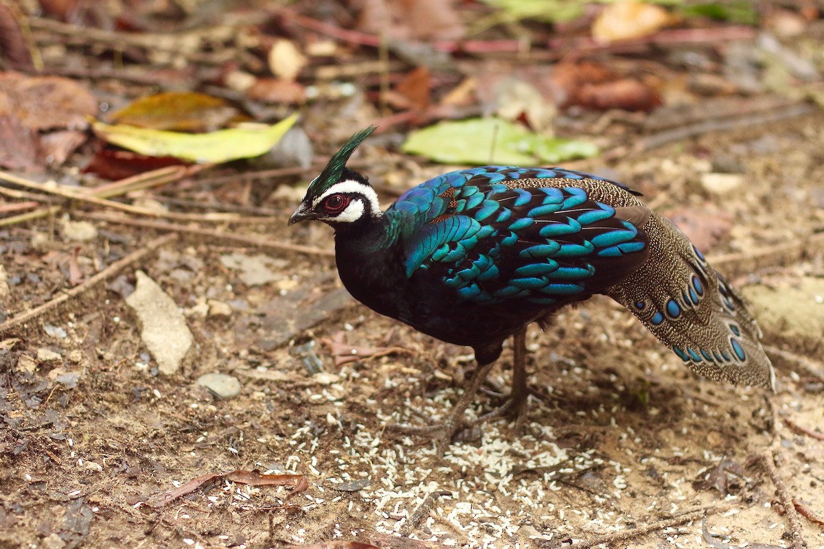 Palawan Peacock-Pheasant - ML527191191