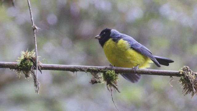 Hooded Mountain Tanager - ML527192721
