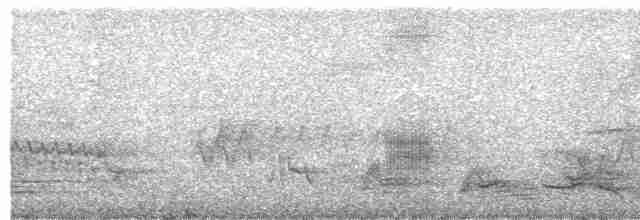 Black-tailed Tityra - ML527193201