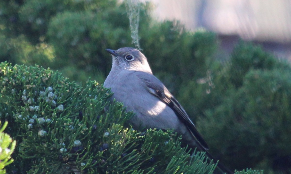 Townsend's Solitaire - ML527200171