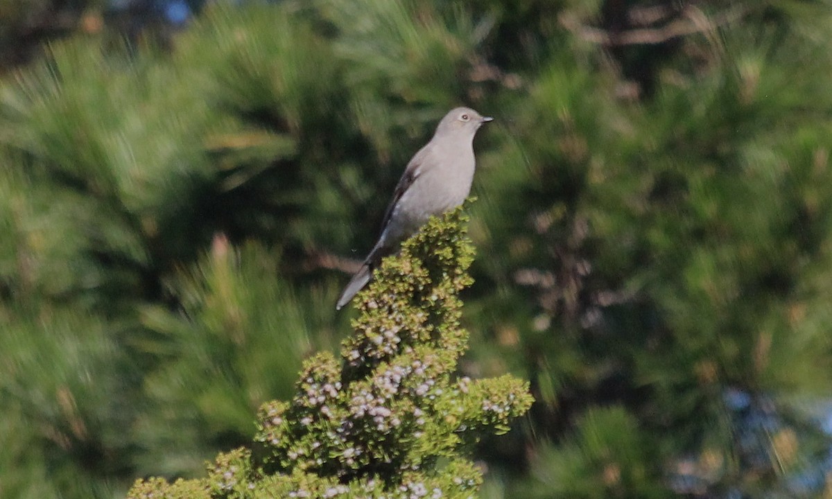 Townsend's Solitaire - ML527200181