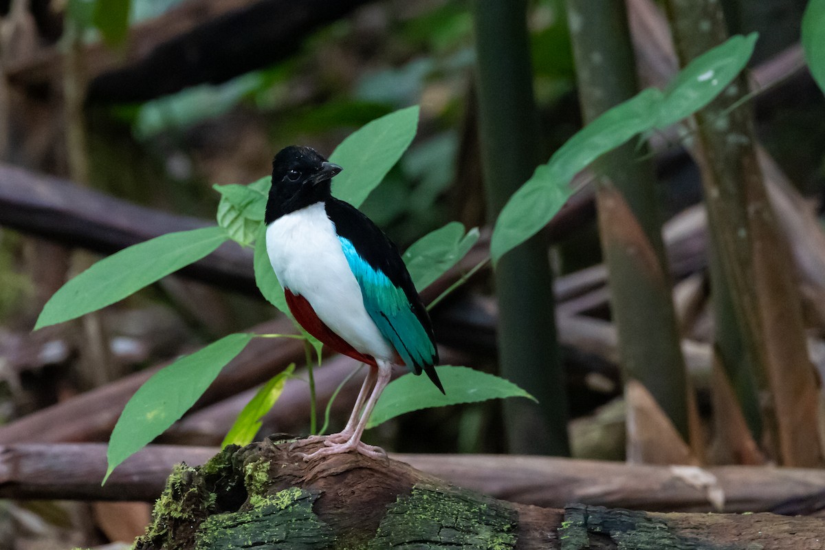 Ivory-breasted Pitta - ML527201741