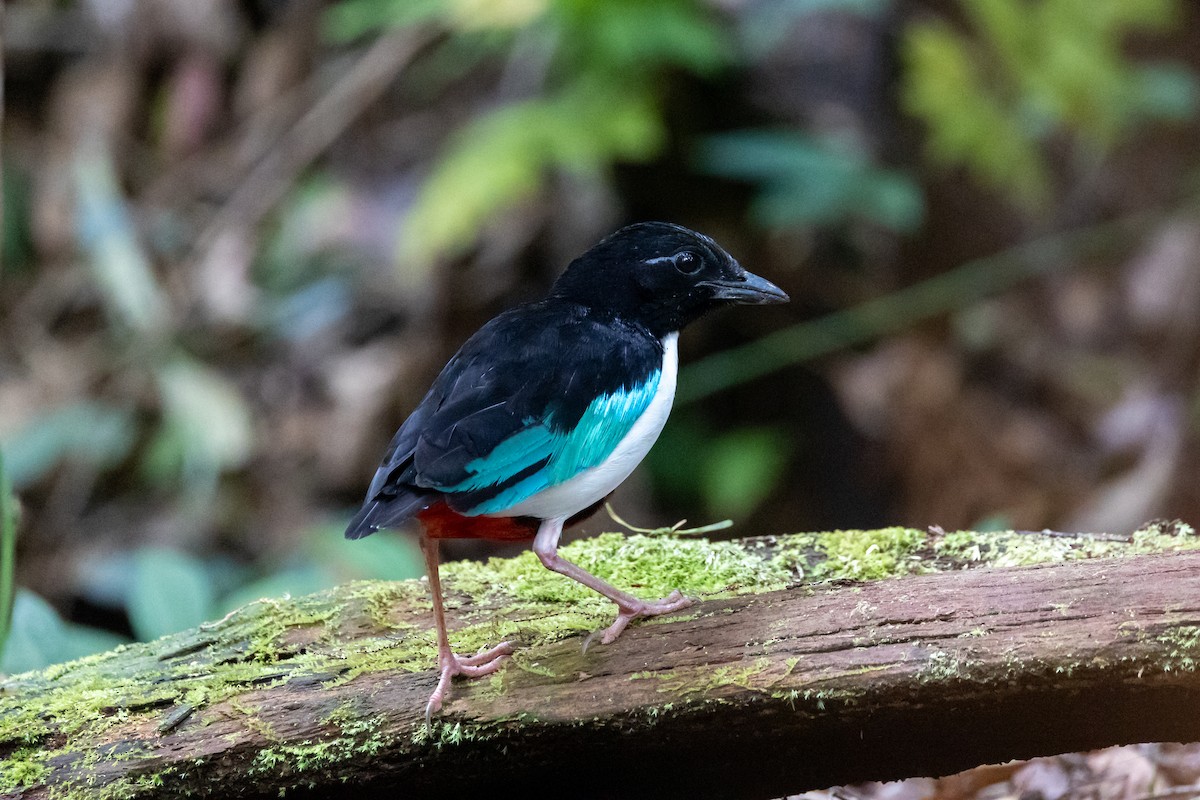 Ivory-breasted Pitta - ML527201751