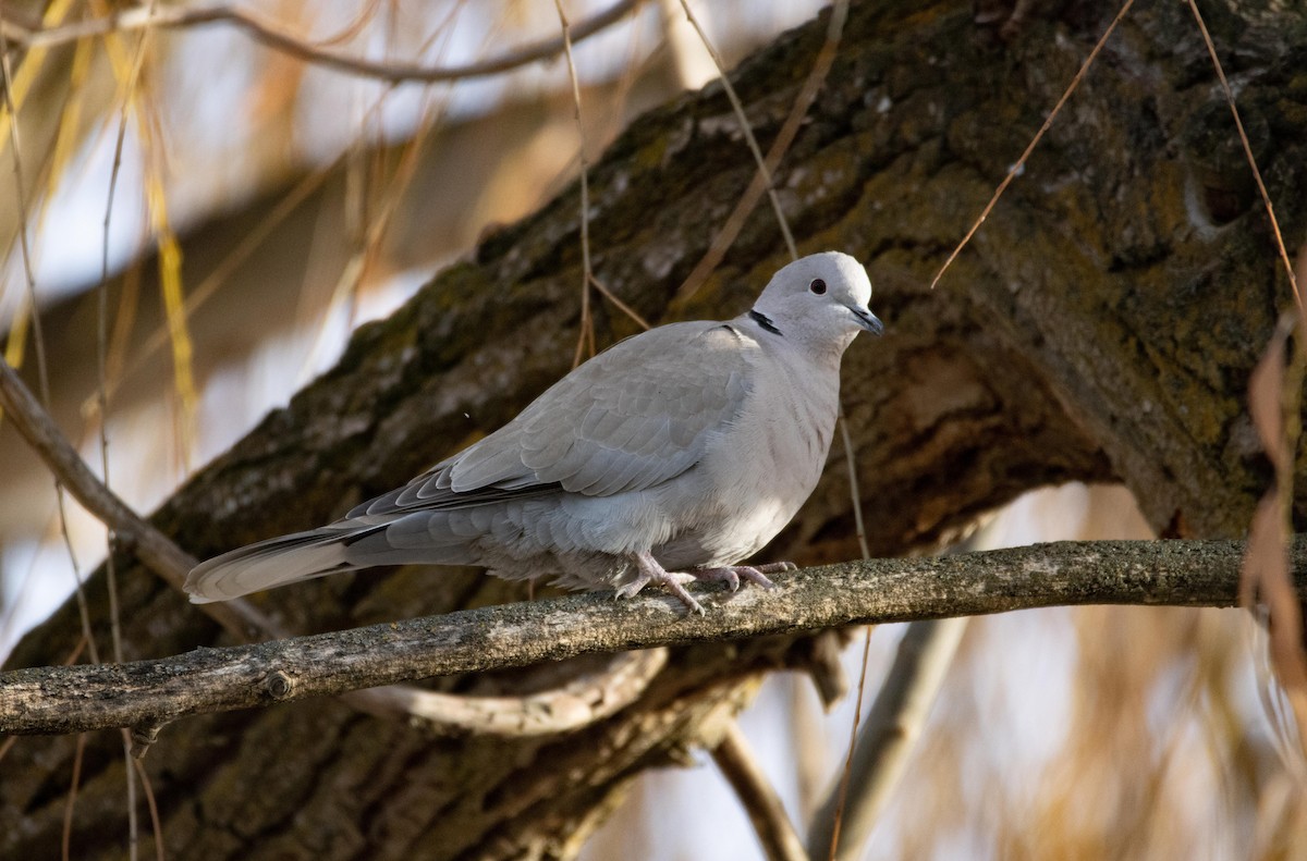 Eurasian Collared-Dove - ML527204791