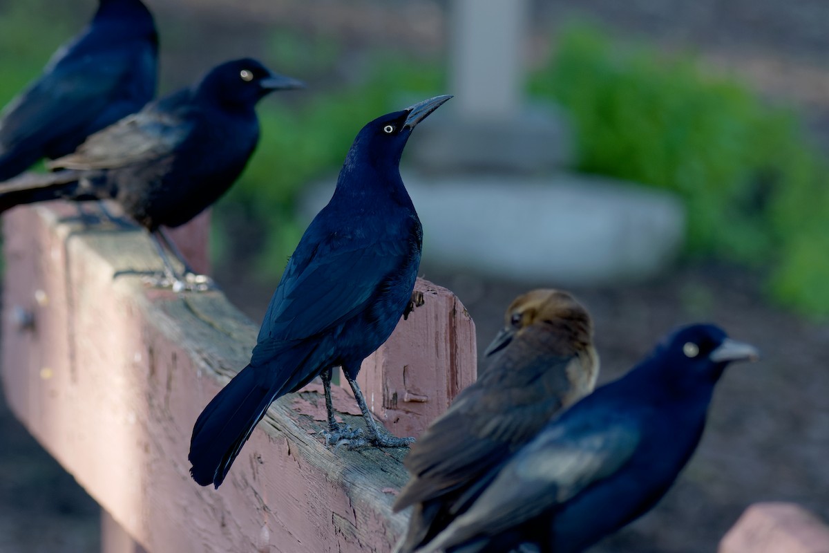 Great-tailed Grackle - ML527207131