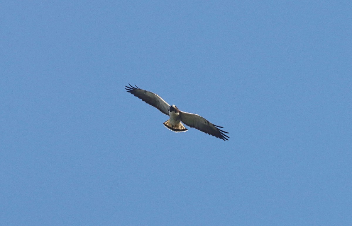 White-tailed Hawk - ML527210141