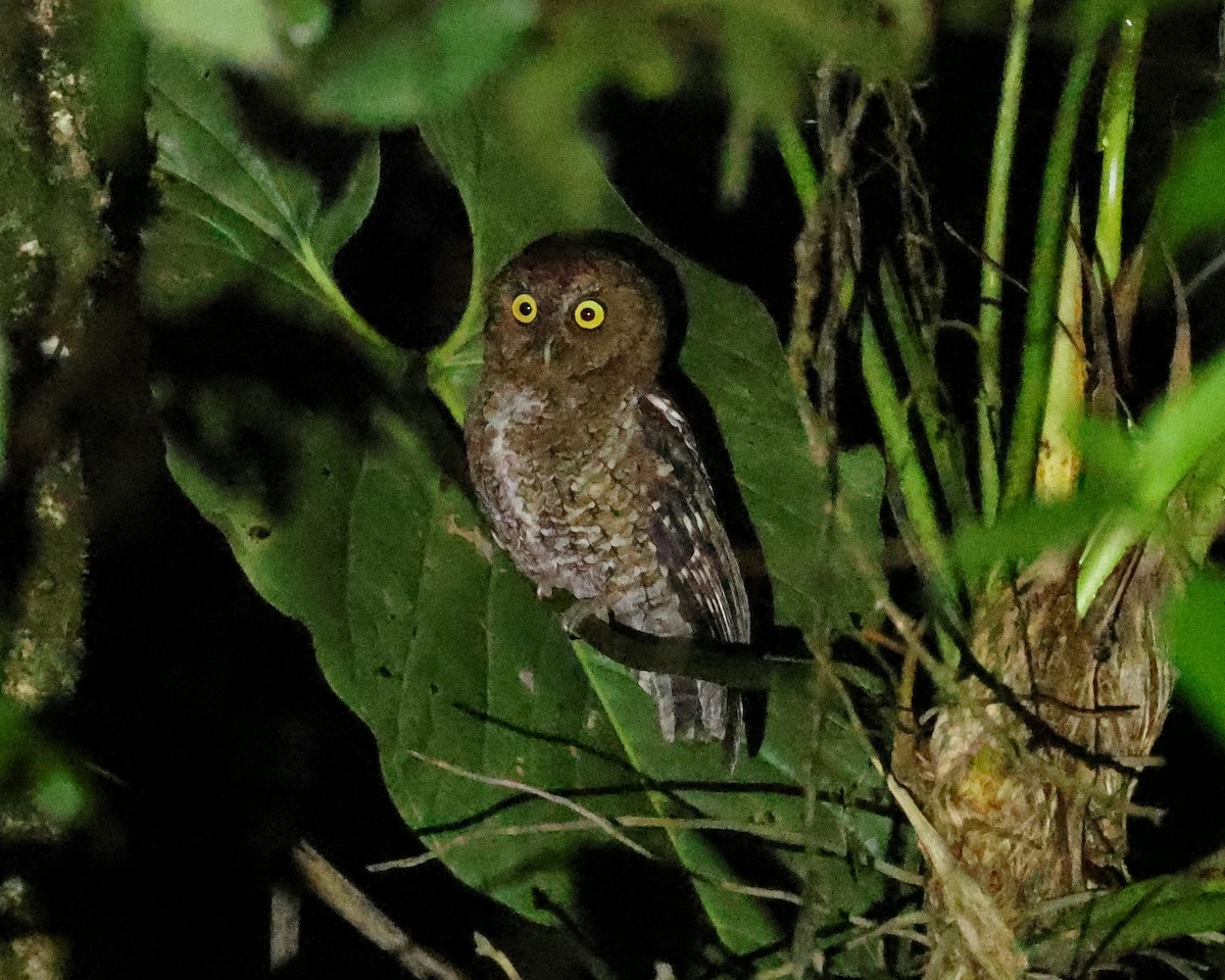 Bare-shanked Screech-Owl - ML527212531