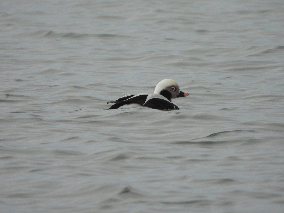 Long-tailed Duck - ML527220771