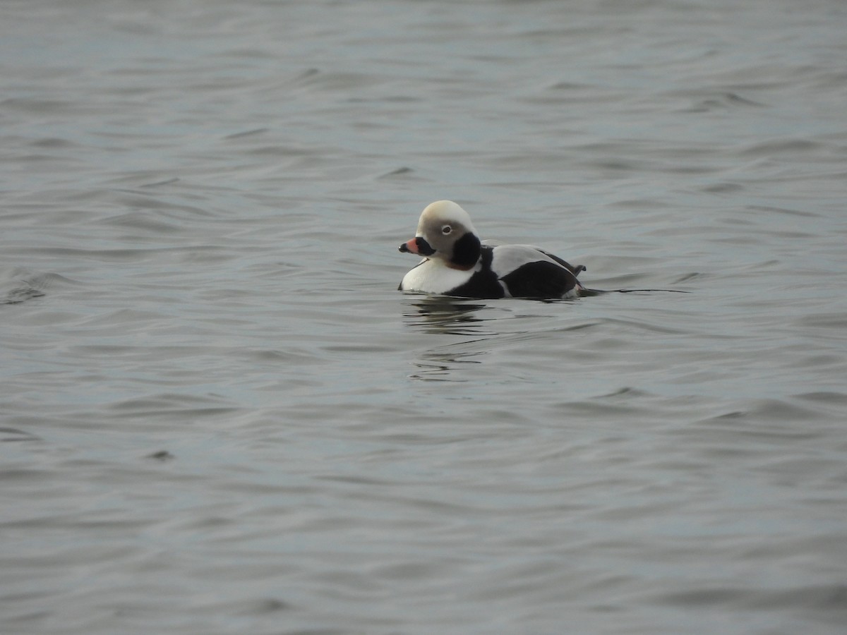 Long-tailed Duck - ML527220781