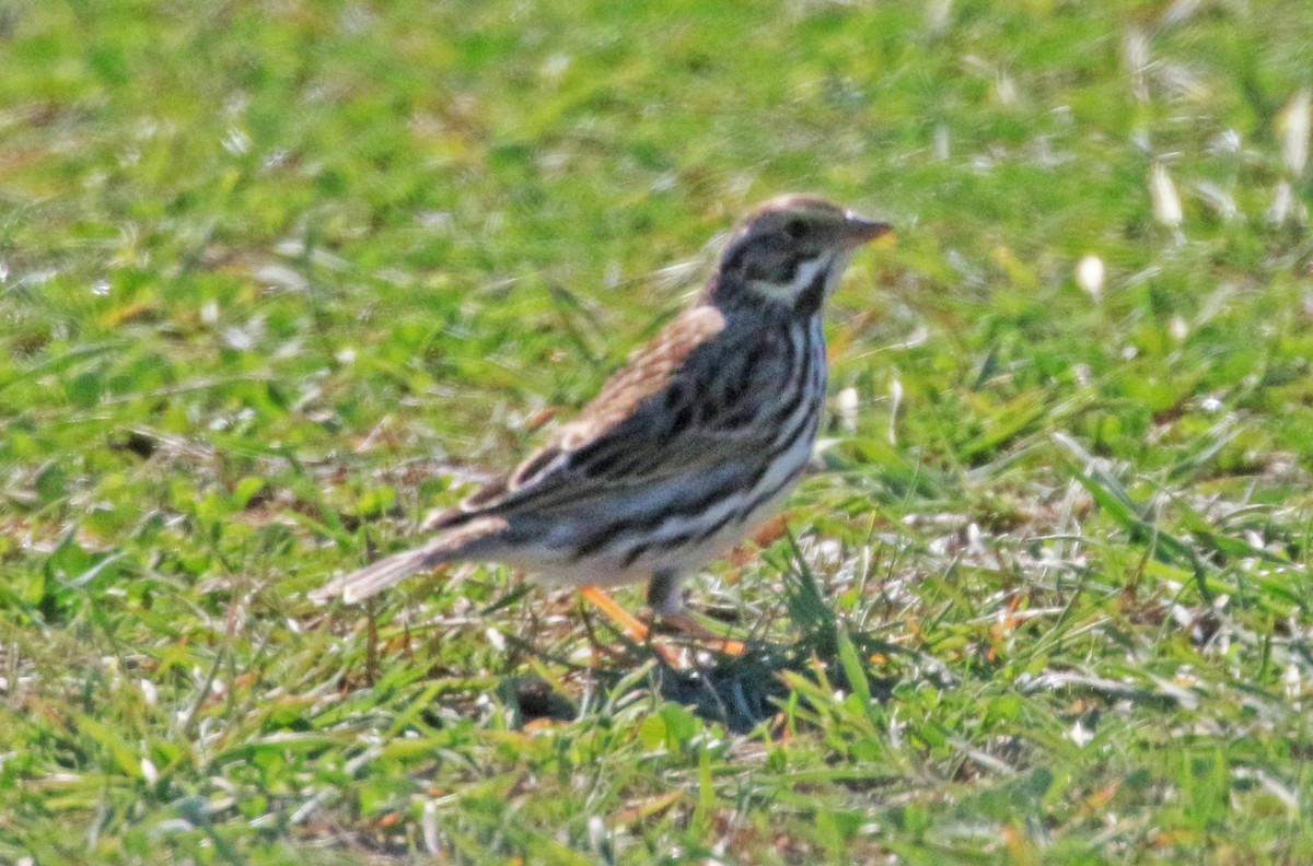 Vesper Sparrow - Galen  Stewart