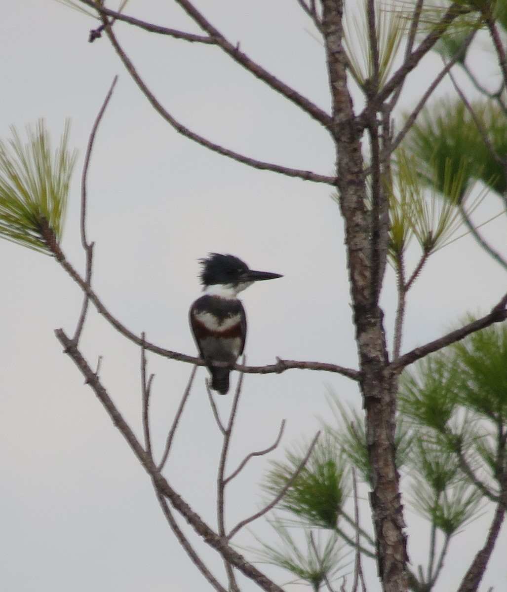 Belted Kingfisher - ML527225211