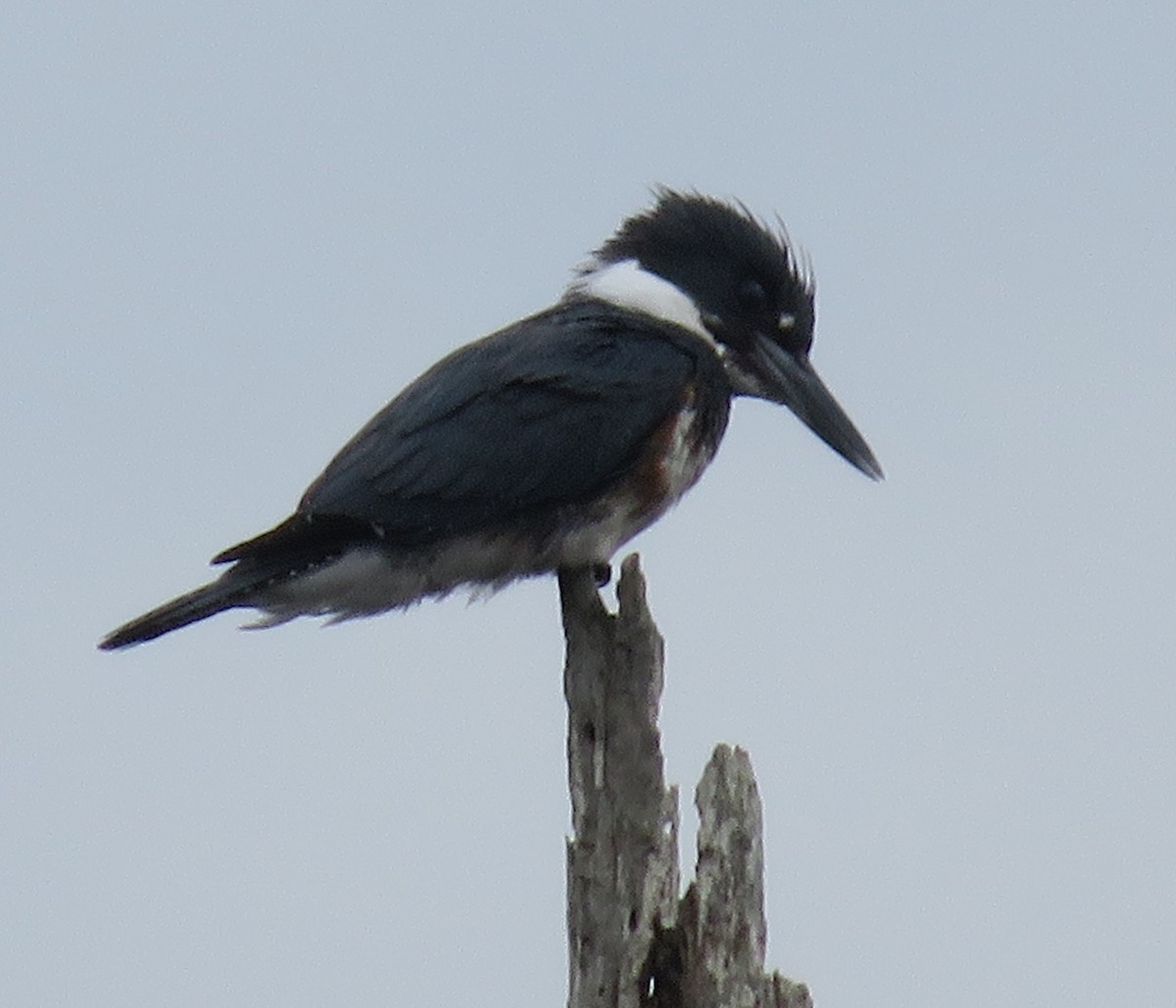 Belted Kingfisher - ML527225221