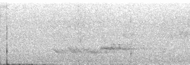 Colibri trompeur - ML52723
