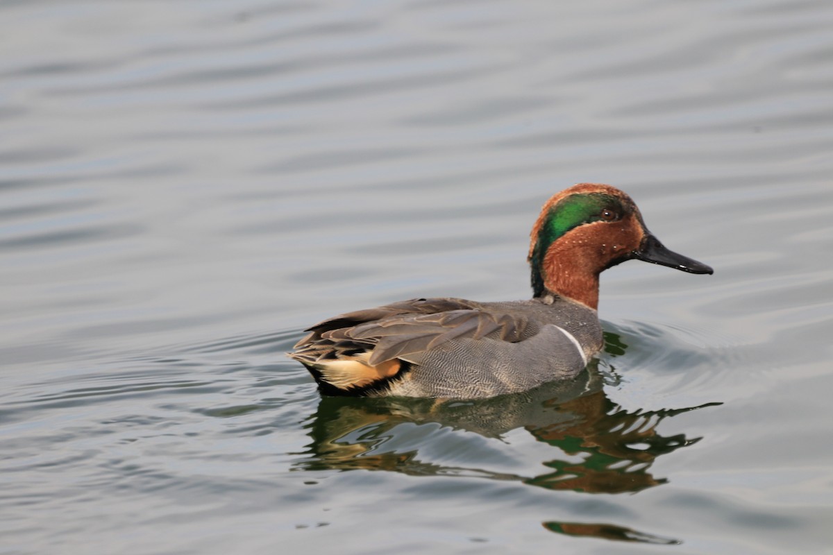 Green-winged Teal - ML527235461
