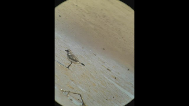 Semipalmated Plover - ML527236271