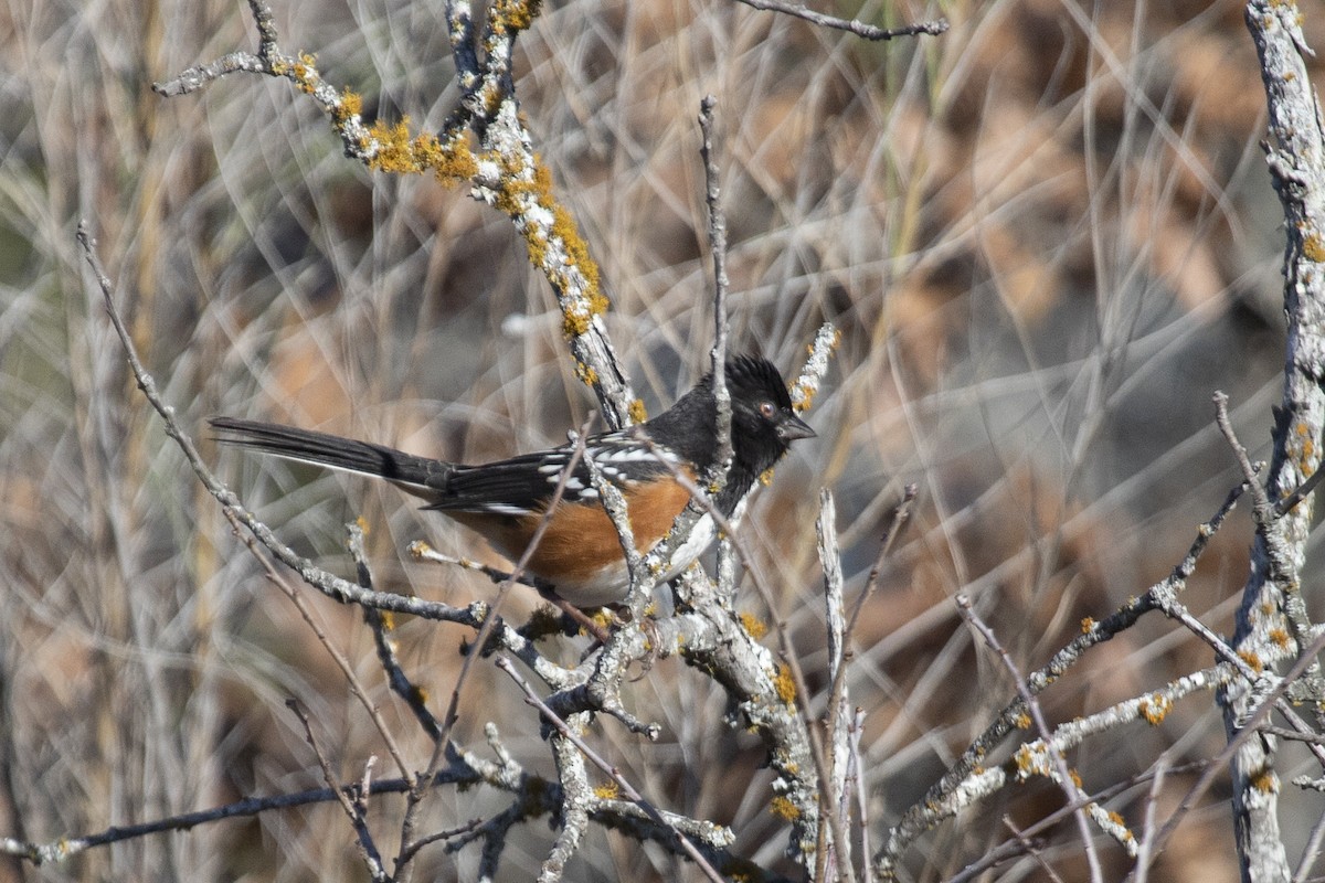 Spotted Towhee - ML527238061