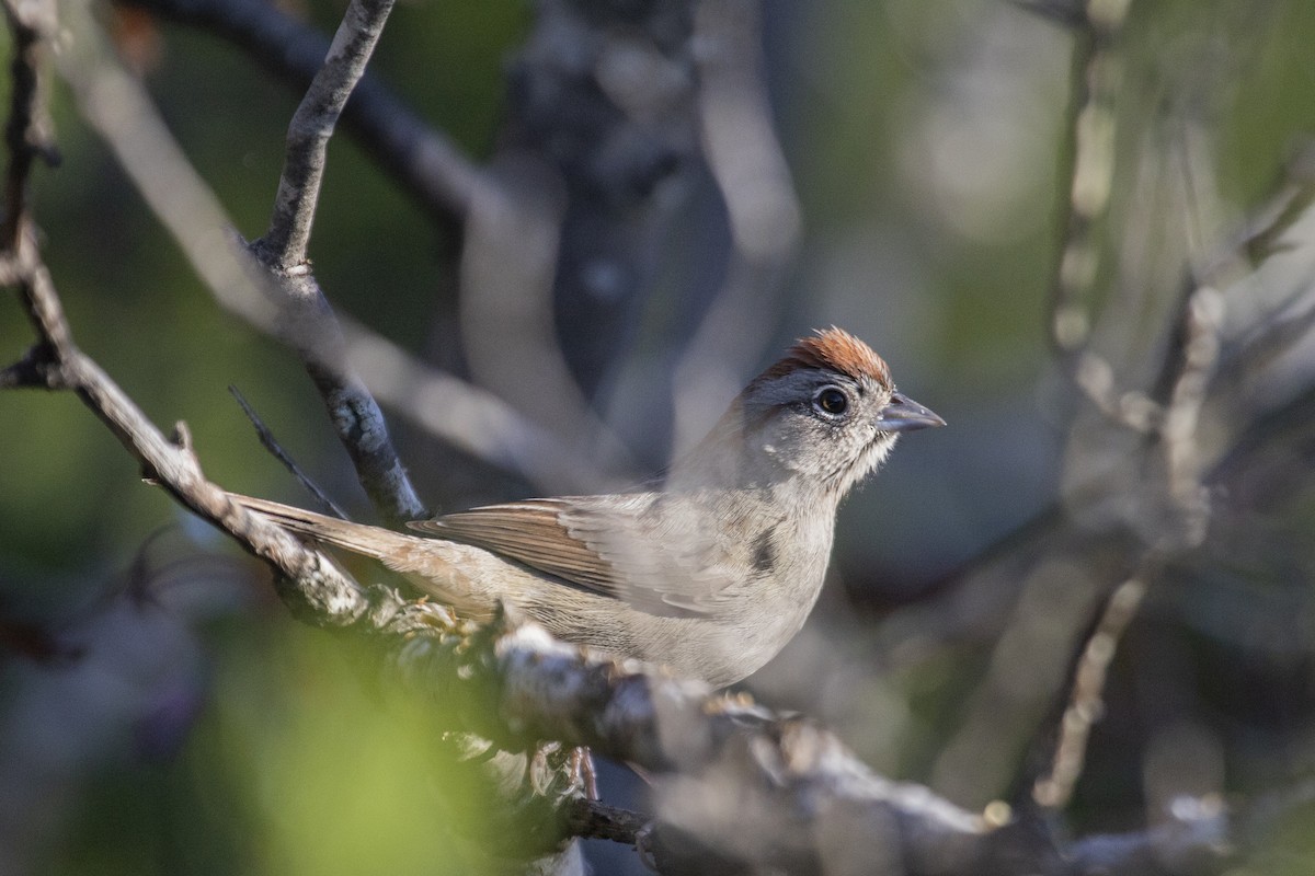 Rufous-crowned Sparrow - ML527238121