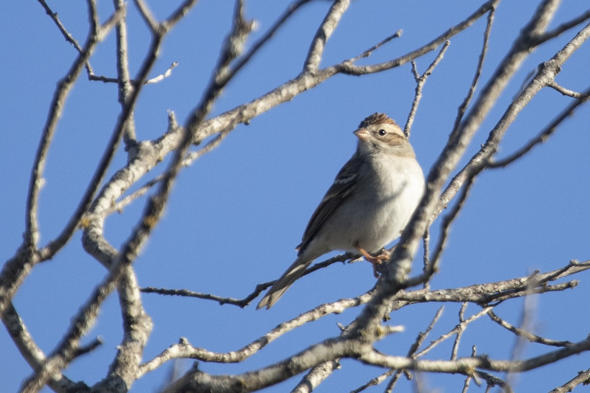Chipping Sparrow - ML527238371