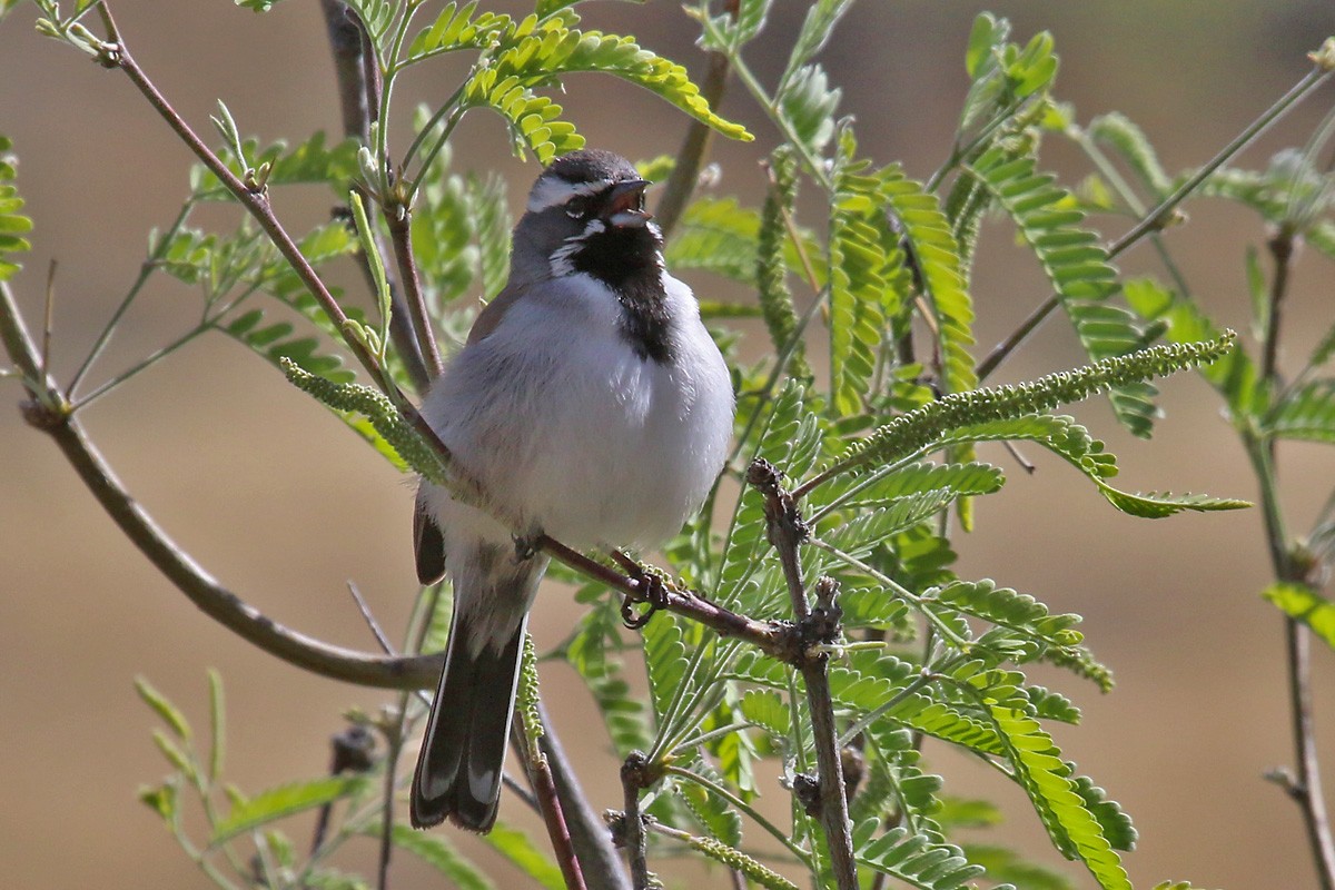 Black-throated Sparrow - Richard Fray