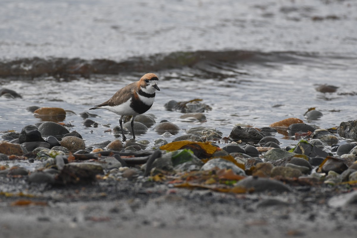 Two-banded Plover - ML527244651