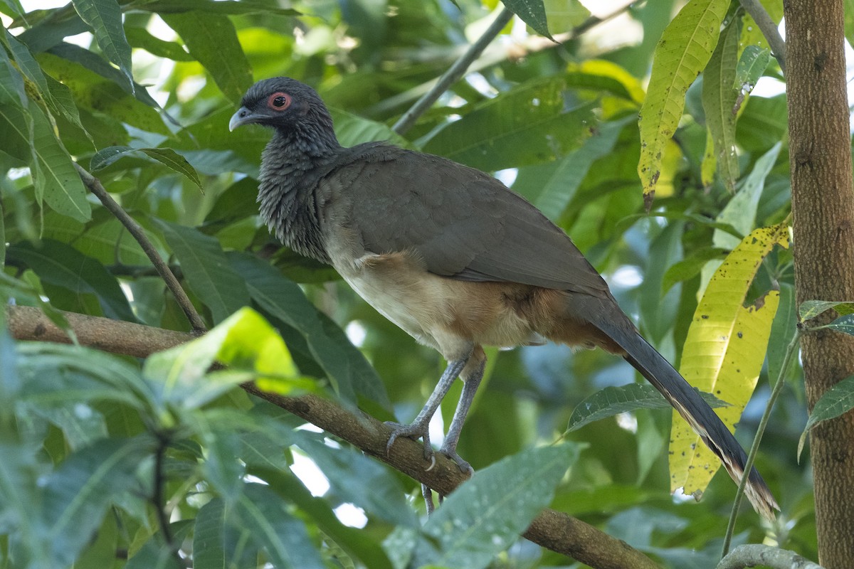 West Mexican Chachalaca - ML527247021