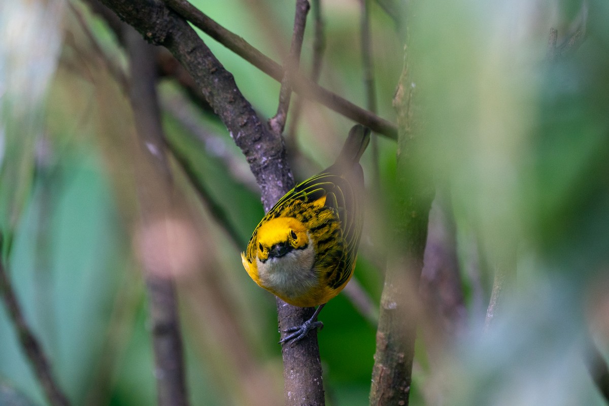 Silver-throated Tanager - ML527247651