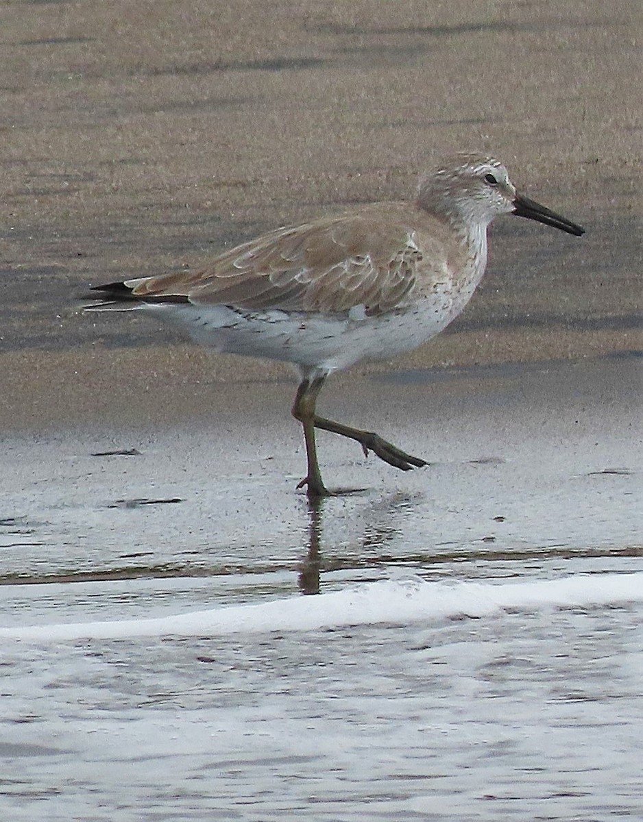 Red Knot - ML527248591