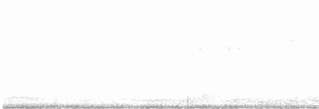 アンデスアマツバメ - ML527250741
