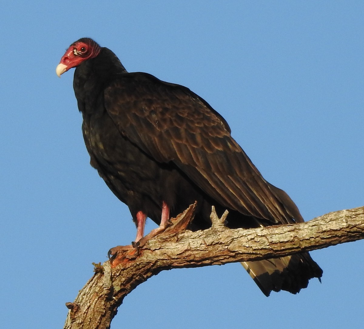 Turkey Vulture - John Harris