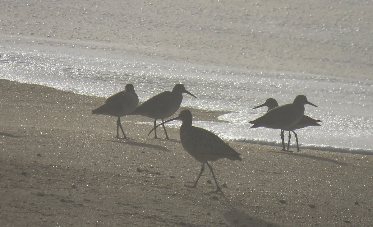 Long-billed Curlew - ML527255241