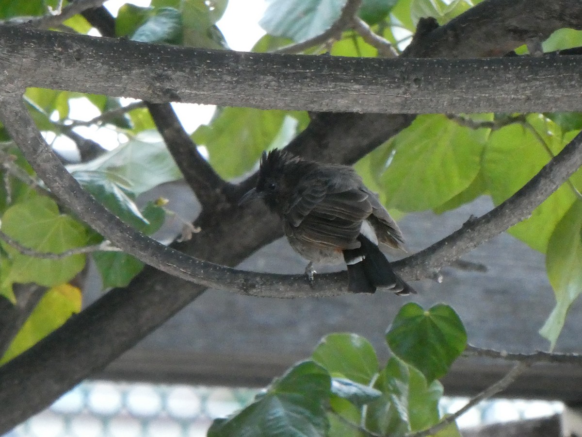 Red-vented Bulbul - ML527256011