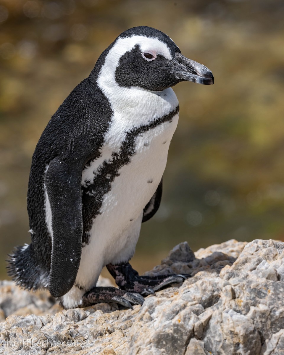 African Penguin - Herbert Fechter