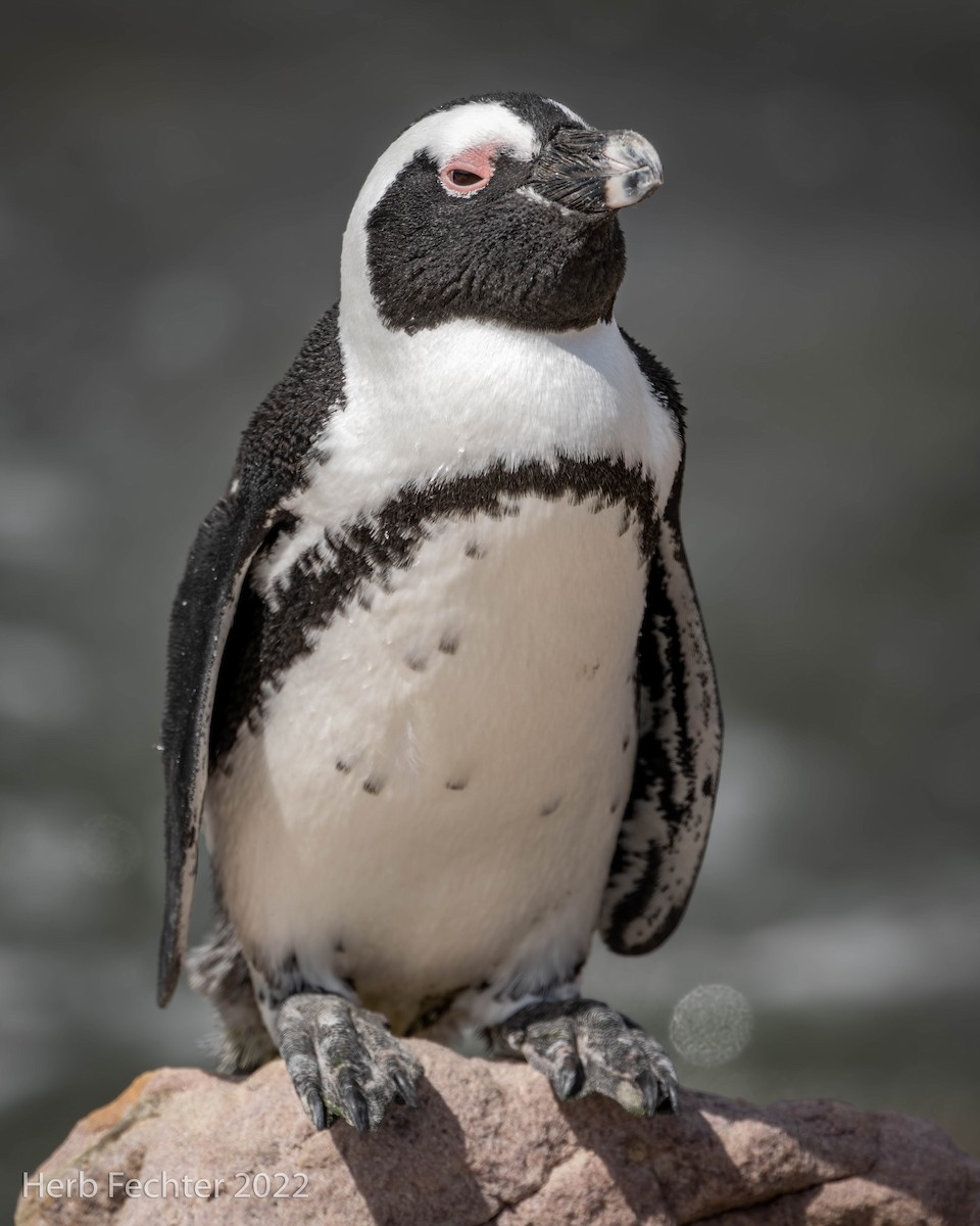 African Penguin - Herbert Fechter