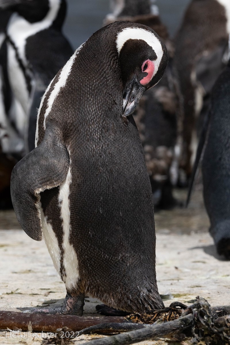 African Penguin - Herbert Fechter