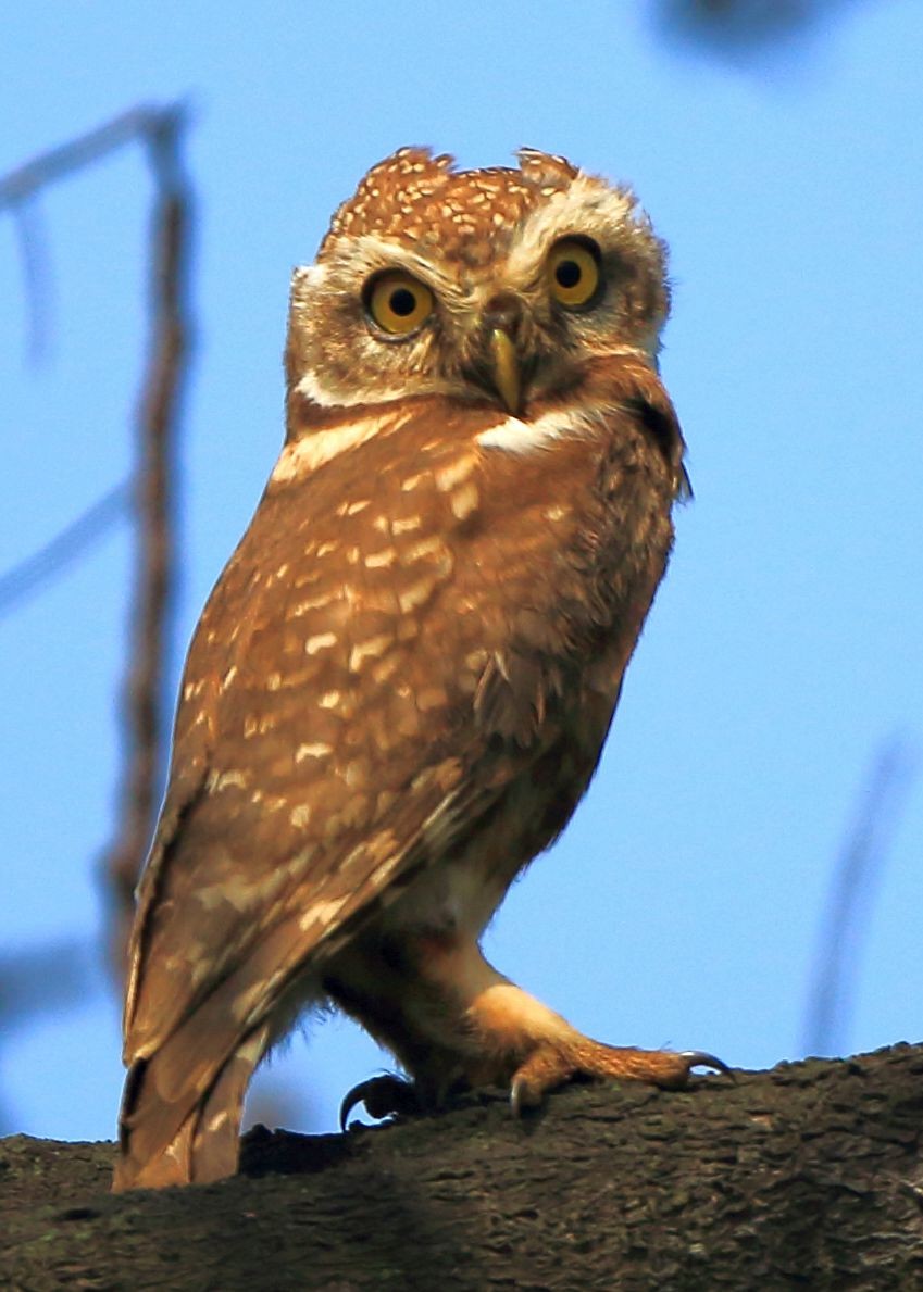 Spotted Owlet - ML52725631