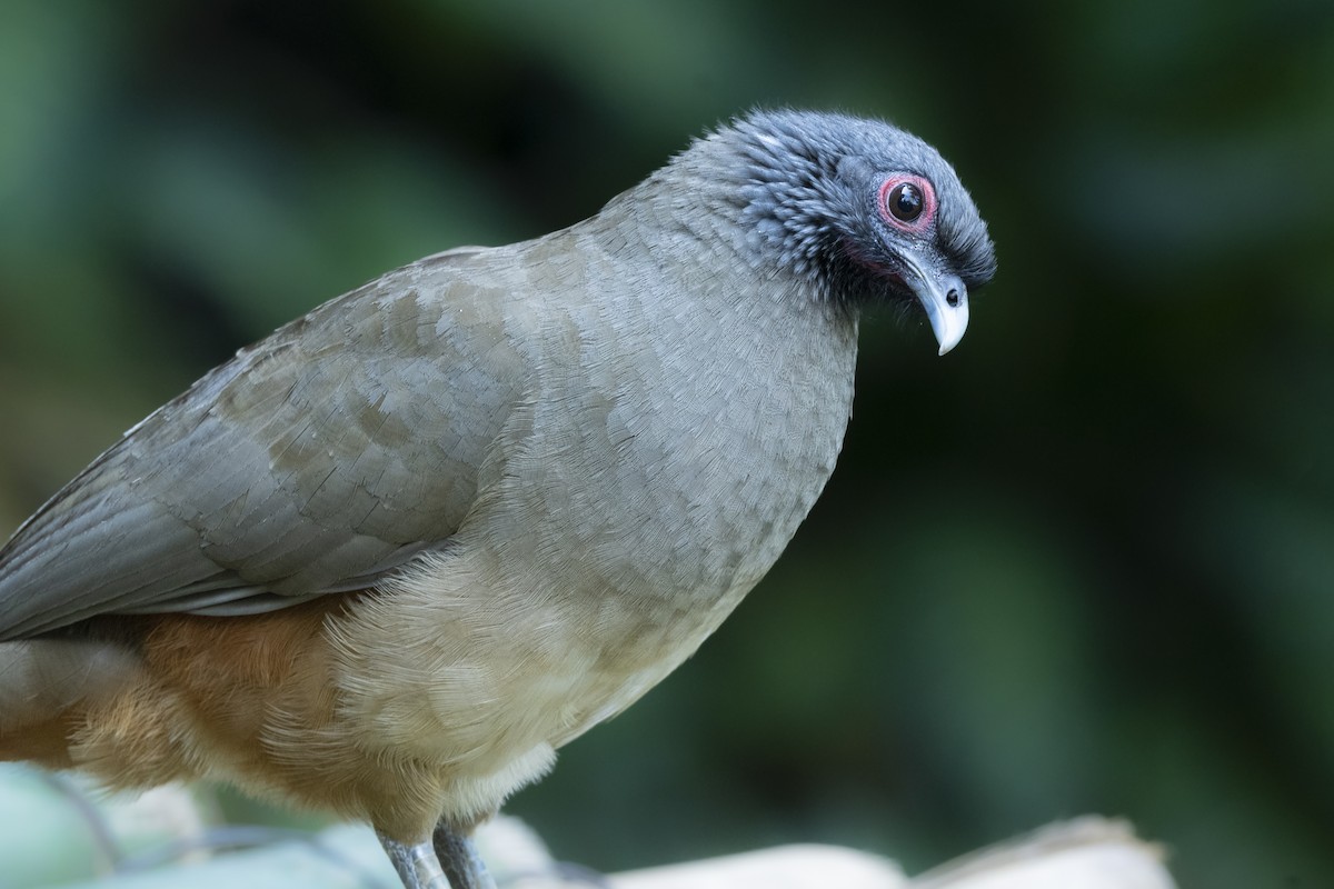 West Mexican Chachalaca - ML527259481