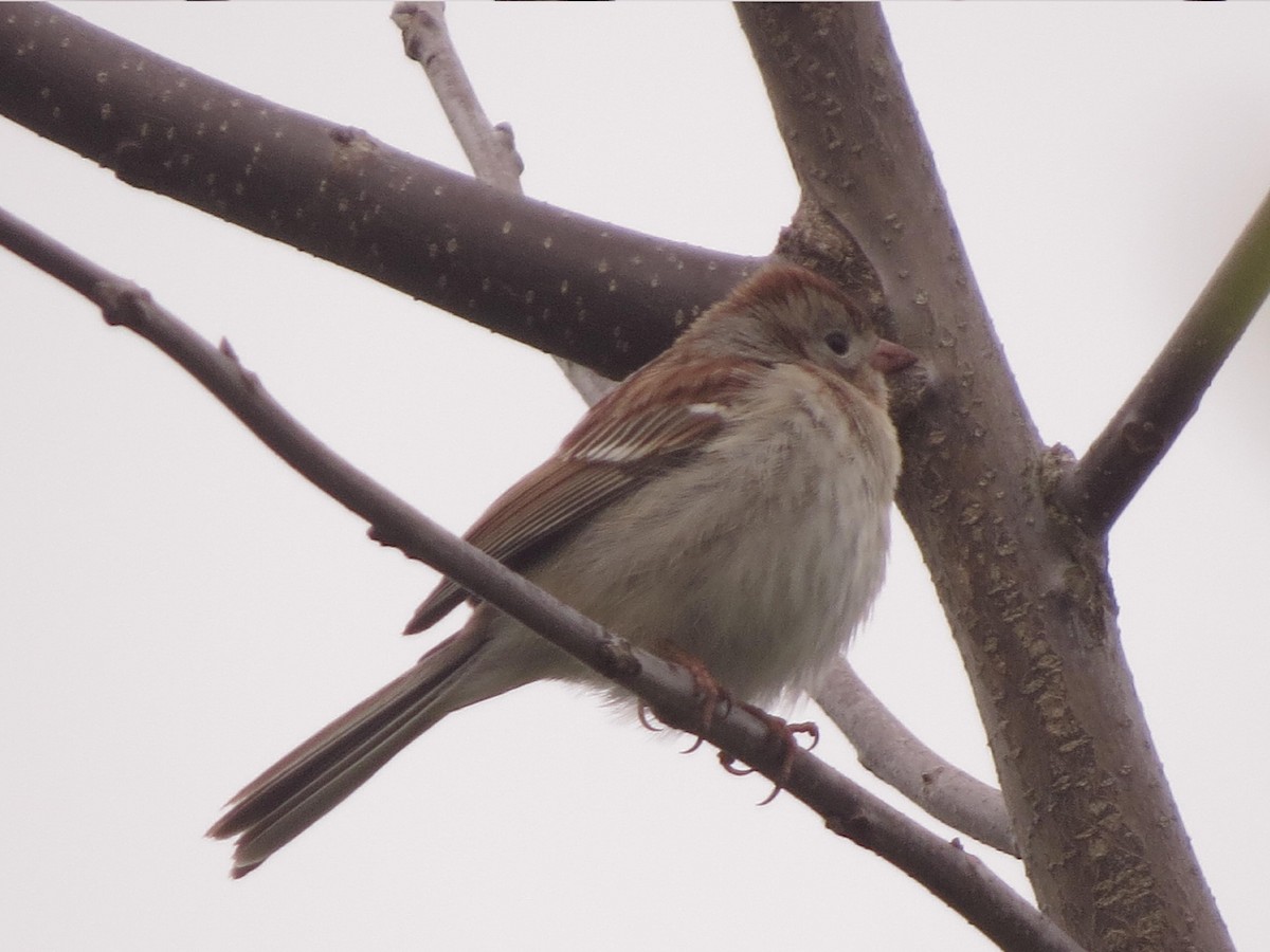 Field Sparrow - ML527262881