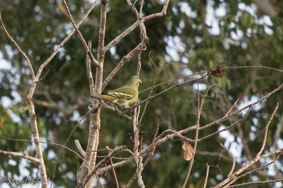 Sumba Green-Pigeon - Marcel Holyoak