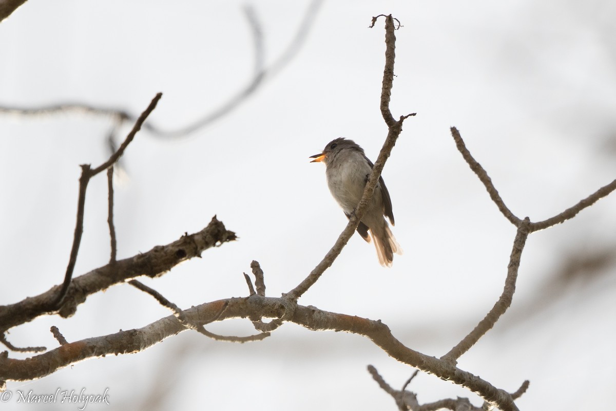 Sumba Brown Flycatcher - Marcel Holyoak