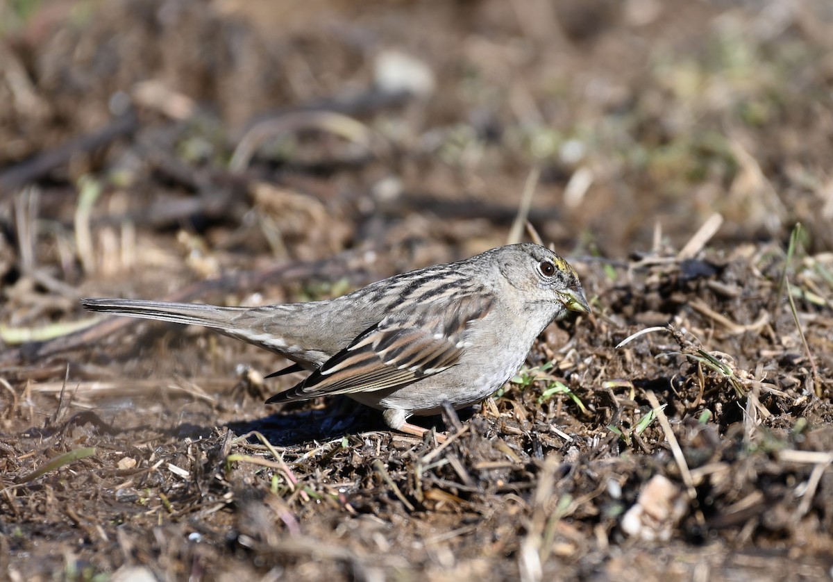 Golden-crowned Sparrow - ML527266911