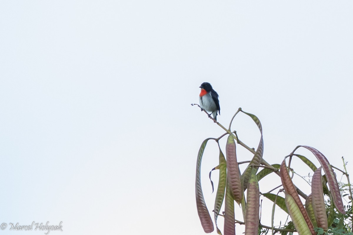 Blood-breasted Flowerpecker - ML527266971