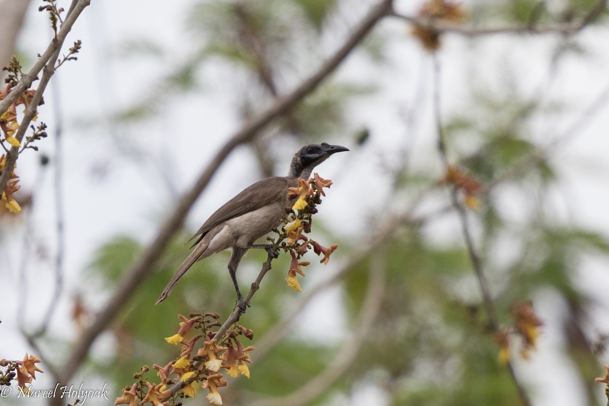 Helmeted Friarbird - Marcel Holyoak